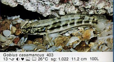 Gobius casamancus